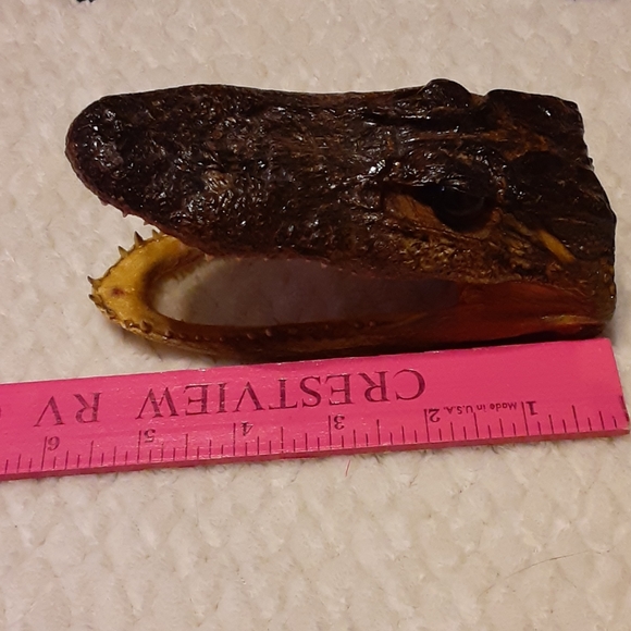 Taxidermy Crocodile Alligator head decor